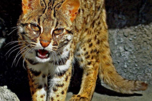 Bengalska domaća mačka: pripitomljavanje štanda Bengalska domaća mačka: pripitomljavanje štanda